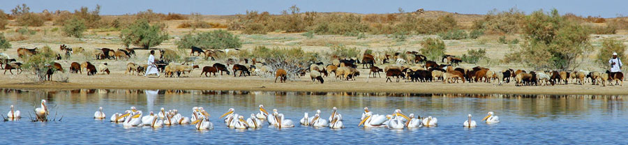 Pelicans on Lake Nasser